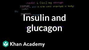 Insulin and glucagon | Chemical Processes | MCAT | Khan Academy