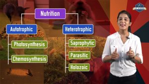 Life Processes 02: Mode of Nutrition (CBSE Class X Biology) Hindi+English