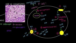 Production of Insulin and Glucagon