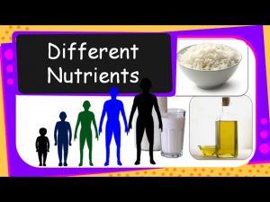 Science – Human Food & Nutrients – English