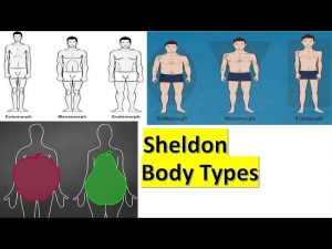 Sheldon body type | Class 12 | Physical education