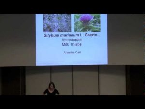 Silybum marianum (Milk Thistle)