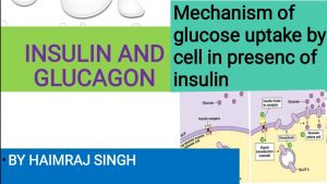 insulin and glucagon structure and their regulation explained